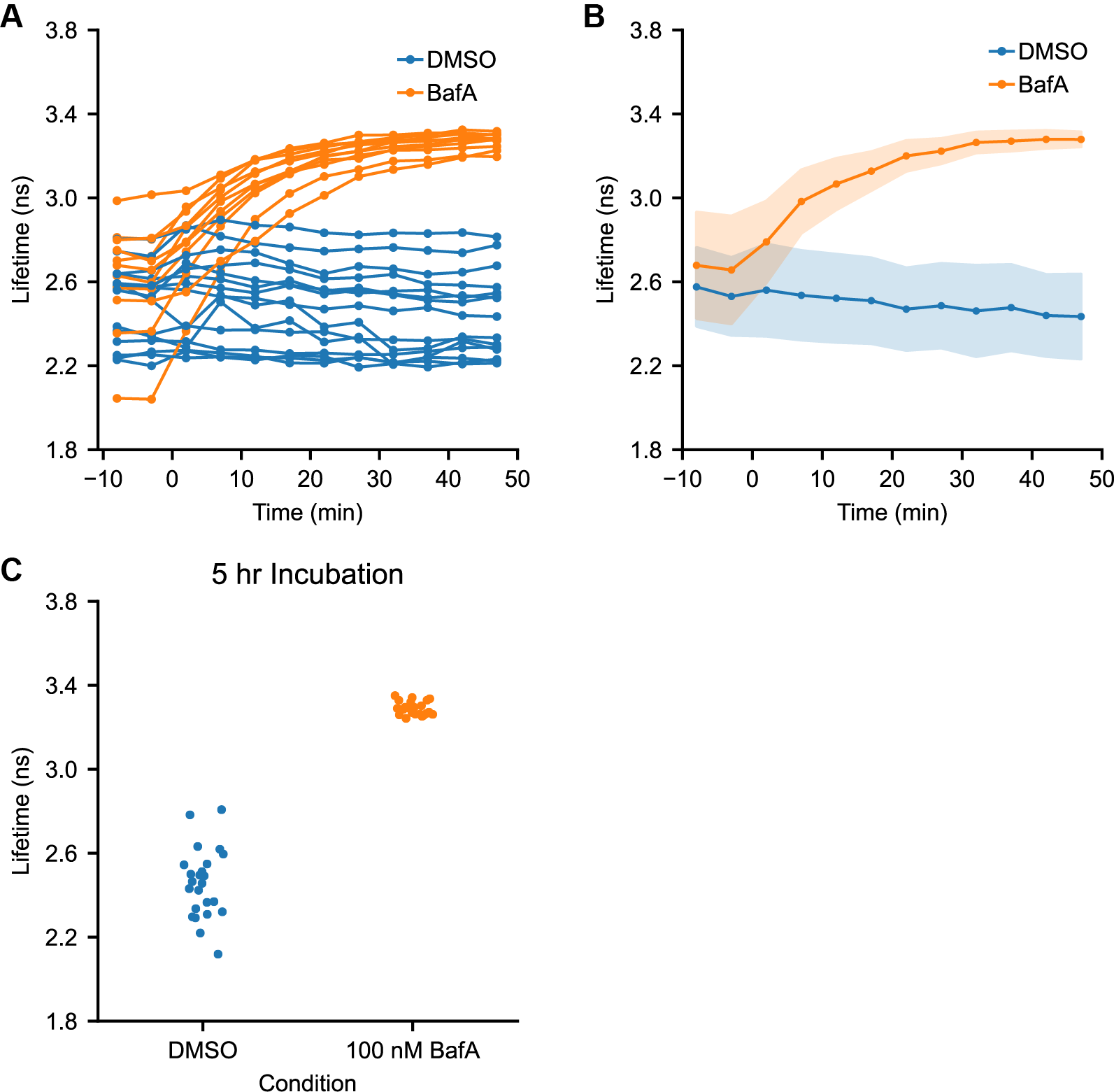 Quantification of BafA Effect: Whole Cell